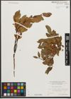 Foto von Salix waldsteiniana Willd.